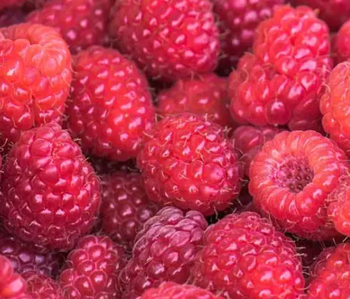 Can Rabbits Eat Raspberries? Sweet and Juicy Delight for Your 