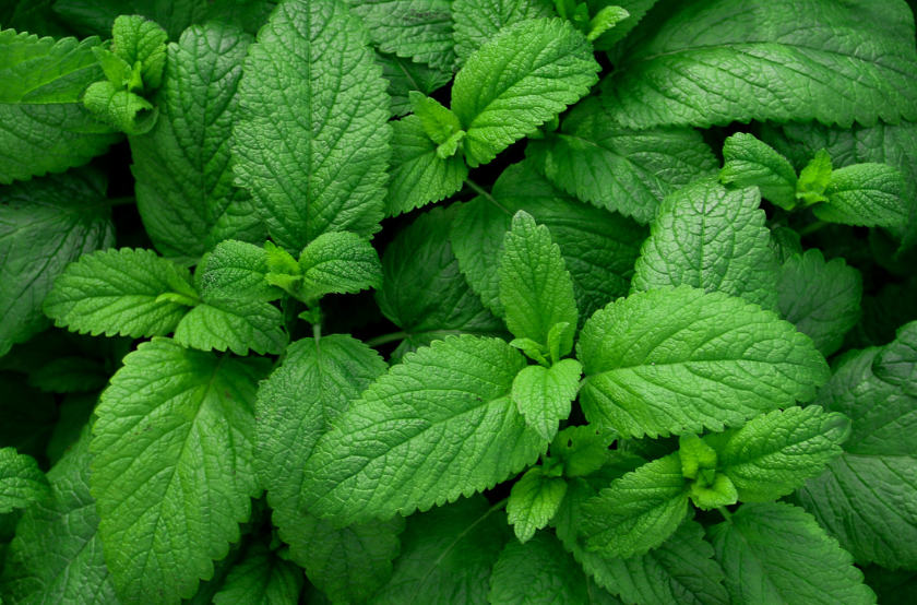 Can Rabbits Eat Mint? Unveiling the Fragrant Herb for Your Bunny 