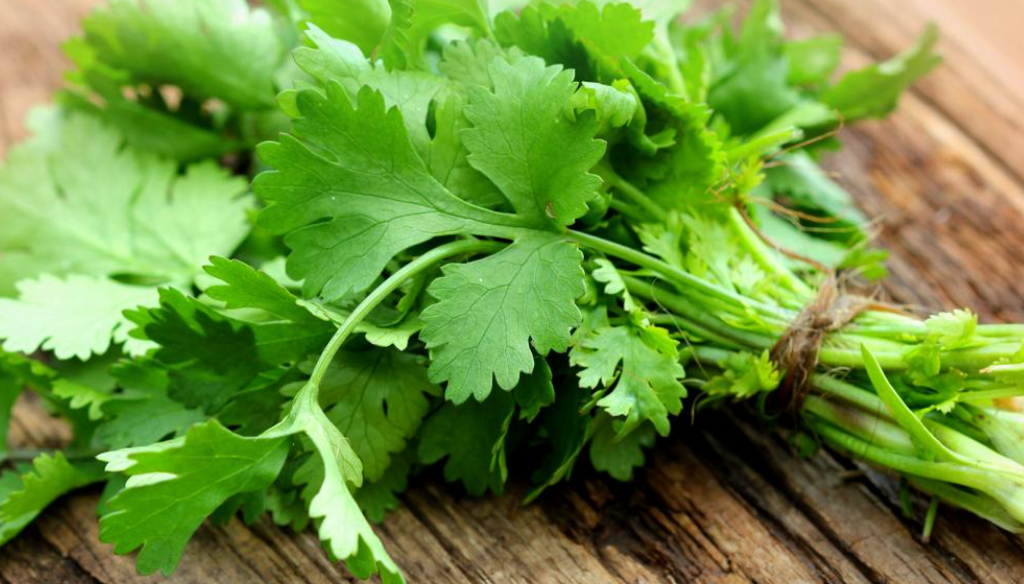 Can Rabbits Eat Cilantro? Exploring the Herbaceous Delight for 