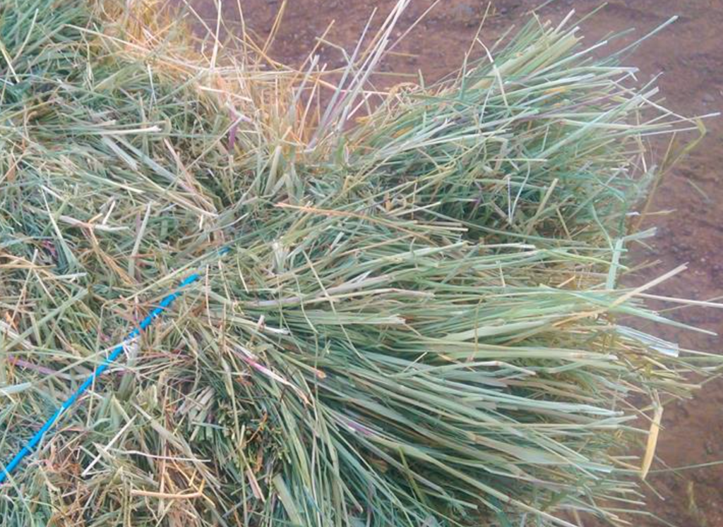 Can rabbits eat Teff Hay? An ancient grass for a modern bunny