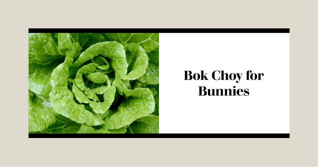 Can Rabbits Eat Bok Choy? Exploring the Leafy Green Delight for 