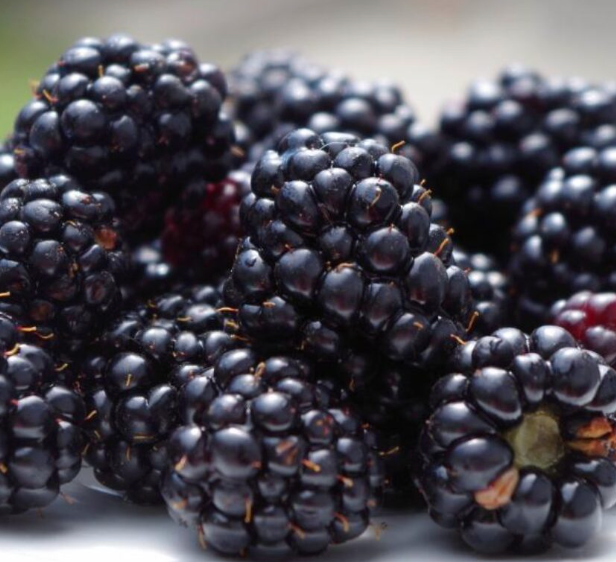 Can Rabbits Eat Blackberries? Unveiling the Berry Truth for Your 