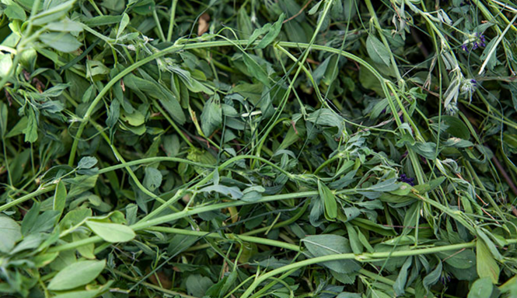 Is It Safe For Rabbits To Eat Sisal