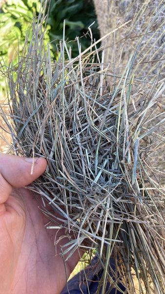 Clean Pasture Hay Round Rolls