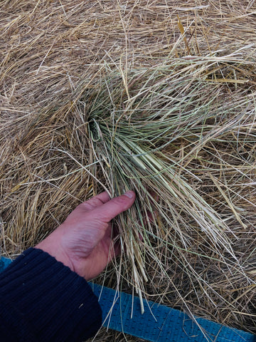 Clean Pasture Hay Round Rolls