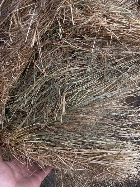 Clean Pasture Hay Round Rolls